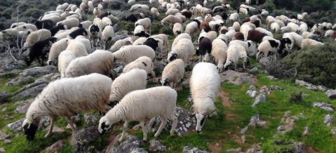 &Mu;&iota;&kappa;&rho;ή &pi;&alpha;&rho;ά&tau;&alpha;&sigma;&eta; &upsilon;&pi;&omicron;&beta;&omicron;&lambda;ή&sigmaf; &tau;&omega;&nu; &alpha;&iota;&tau;ή&sigma;&epsilon;&omega;&nu; &sigma;&tau;&eta; &pi;&rho;ό&sigma;&kappa;&lambda;&eta;&sigma;&eta; &tau;&eta;&sigmaf; &beta;&iota;&omicron;&lambda;&omicron;&gamma;&iota;&kappa;ή&sigmaf; &kappa;&tau;&eta;&nu;&omicron;&tau;&rho;&omicron;&phi;ί&alpha;&sigmaf;