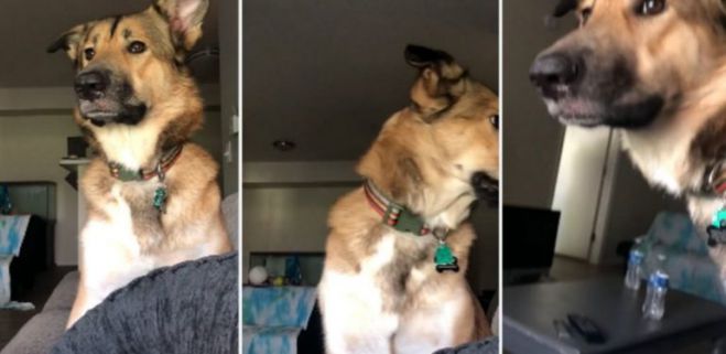 &Lambda;έ&nu;&epsilon; &sigma;&tau;&omicron; &sigma;&kappa;&upsilon;&lambda;ί &nu;&alpha; &mu;&eta; &gamma;&alpha;&beta;&gamma;ί&sigma;&epsilon;&iota; &kappa;&alpha;&iota; &eta; &alpha;&nu;&tau;ί&delta;&rho;&alpha;&sigma;ή &tau;&omicron;&upsilon; &epsilon;ί&nu;&alpha;&iota; &hellip; &epsilon;&pi;&iota;&kappa;ή! (vd)