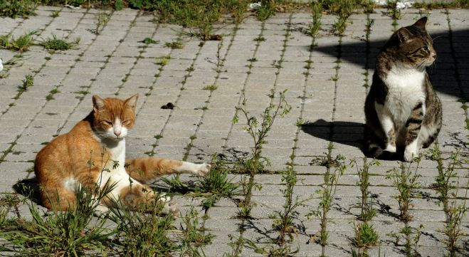 Μάνη | Πάνω από 20 γάτες δηλητηριάστηκαν με φόλα από αρχές Δεκεμβρίου