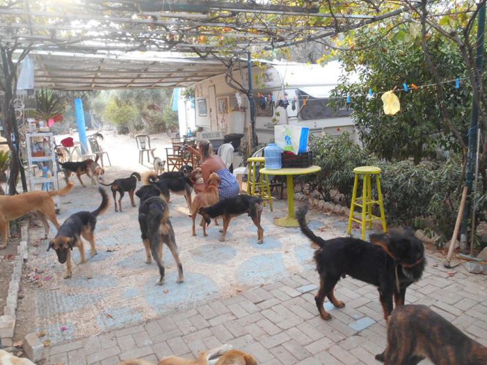 SOS από τον Φιλοζωικό Τρίπολης | Πάνω από 100 σκυλάκια περιμένουν ένα ... χριστουγεννιάτικο δώρο!