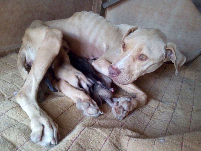 Έκκληση για σκελετωμένη σκυλίτσα στη γειτονική Αργολίδα (εικόνες)