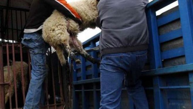 Κλέβουν γιδοπρόβατα στην Αργολίδα - Συλλήψεις από την Αστυνομία