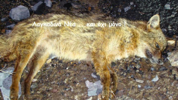 Τσακάλι έκανε την εμφάνισή του στα Λαγκάδια (εικόνες)!