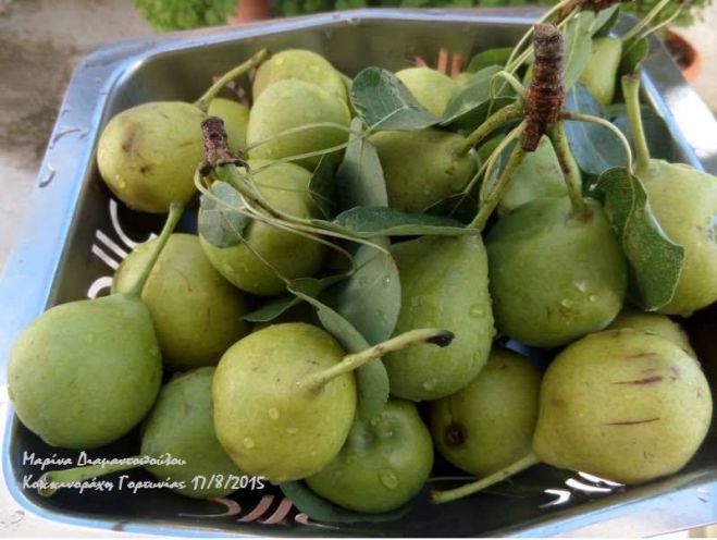 &Alpha;&chi;&lambda;ά&delta;&iota;&alpha; &alpha;&pi;ό &tau;&eta;&nu; ... &Kappa;&omicron;&kappa;&kappa;&iota;&nu;&omicron;&rho;ά&chi;&eta; &Gamma;&omicron;&rho;&tau;&upsilon;&nu;ί&alpha;&sigmaf;!