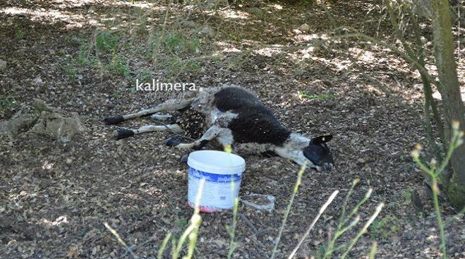 Νέα αρρώστια «χτύπησε» πρόβατα στη Γορτυνία … (vd)