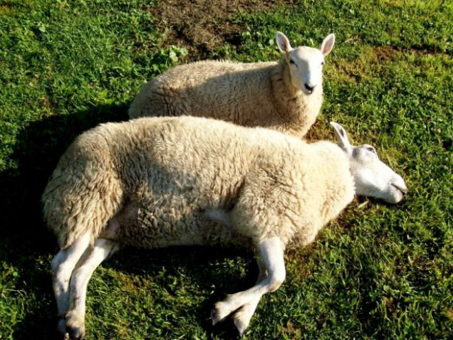 &Pi;&rho;ό&gamma;&rho;&alpha;&mu;&mu;&alpha; &delta;&iota;&alpha;&chi;&epsilon;ί&rho;&iota;&sigma;&eta;&sigmaf; &nu;&epsilon;&kappa;&rho;ώ&nu; &zeta;ώ&omega;&nu; - &Alpha;&phi;&omicron;&rho;ά &kappa;&alpha;&iota; &tau;&omicron;&upsilon;&sigmaf; &kappa;&tau;&eta;&nu;&omicron;&tau;&rho;ό&phi;&omicron;&upsilon;&sigmaf; &tau;&eta;&sigmaf; &Alpha;&rho;&kappa;&alpha;&delta;ί&alpha;&sigmaf;