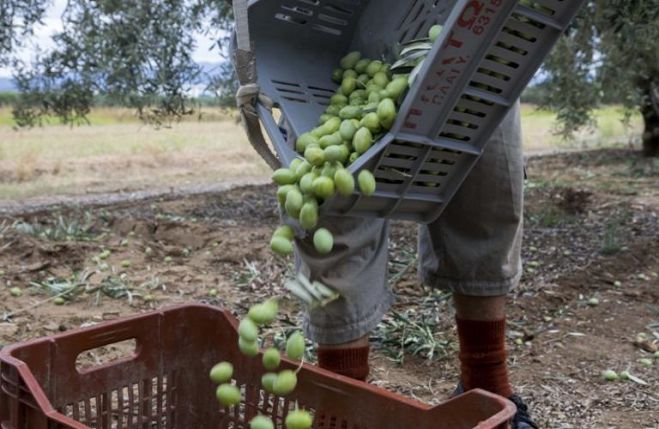 &Kappa;&alpha;&tau;&alpha;&sigma;&tau;&rho;&omicron;&phi;&iota;&kappa;ή &eta; έ&lambda;&lambda;&epsilon;&iota;&psi;&eta; &epsilon;&rho;&gamma;&alpha;&tau;ώ&nu; &gamma;&eta;&sigmaf; - &Pi;&alpha;&rho;έ&mu;&epsilon;&iota;&nu;&epsilon; &sigma;&tau;&alpha; &delta;έ&nu;&tau;&rho;&alpha; &tau;&omicron; 30% &tau;&eta;&sigmaf; &pi;&rho;ά&sigma;&iota;&nu;&eta;&sigmaf; &epsilon;&lambda;&iota;ά&sigmaf;