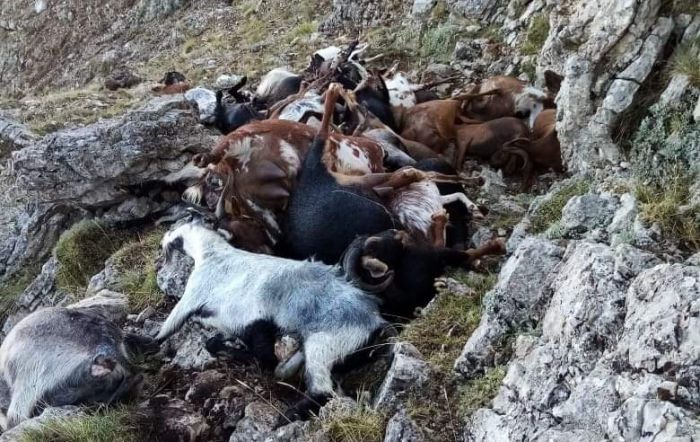 Αρκαδία | Κεραυνός ξεκλήρισε κοπάδι με κατσίκες στο Αρτεμίσιο