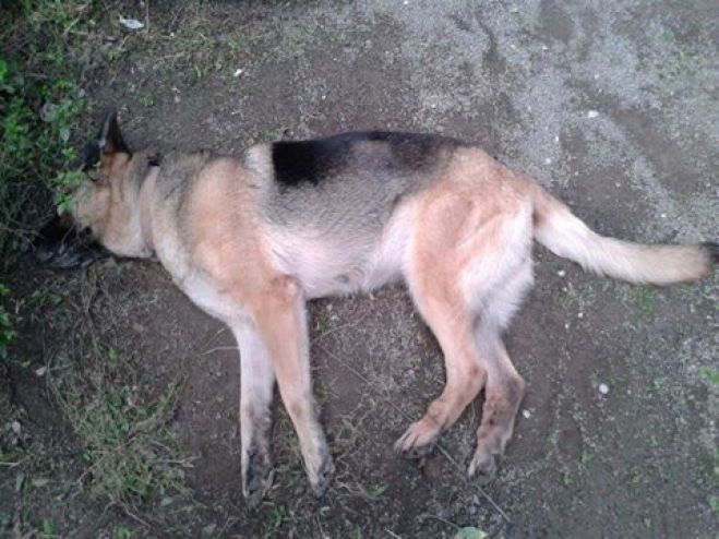 Σκότωσαν σκυλάκι στη Τρίπολη ...