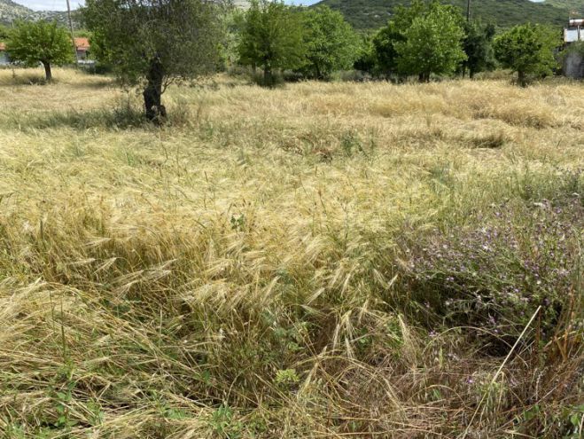 Πρόεδρος Δόριζας: "Καταστράφηκαν τα σιτηρά στο χωριό μας. Θα τα πετάξουμε όλα..."