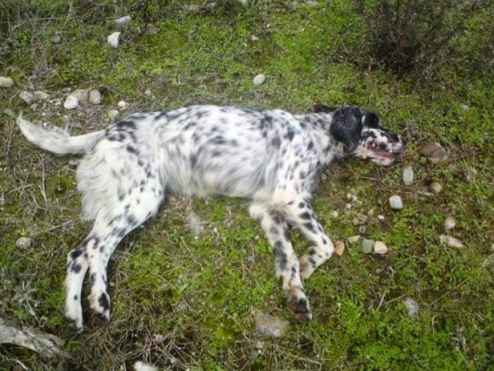 Νέα καταγγελία για φόλες σε κυνηγόσκυλα στην περιοχή του Βαλτετσίου