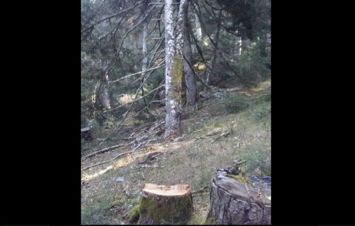 &Kappa;&omicron;&pi;ή &chi;&lambda;&omega;&rho;&omicron;ύ έ&lambda;&alpha;&tau;&omicron;&upsilon; &kappa;&alpha;&tau;&alpha;&gamma;&gamma;έ&lambda;&lambda;&epsilon;&iota; &omicron; &Pi;&epsilon;&rho;&iota;&beta;&alpha;&lambda;&lambda;&omicron;&nu;&tau;&iota;&kappa;ό&sigmaf; &Sigma;ύ&lambda;&lambda;&omicron;&gamma;&omicron;&sigmaf; &Mu;&alpha;&iota;&nu;ά&lambda;&omicron;&upsilon;