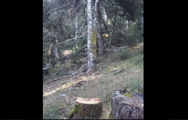 &Kappa;&omicron;&pi;ή &chi;&lambda;&omega;&rho;&omicron;ύ έ&lambda;&alpha;&tau;&omicron;&upsilon; &kappa;&alpha;&tau;&alpha;&gamma;&gamma;έ&lambda;&lambda;&epsilon;&iota; &omicron; &Pi;&epsilon;&rho;&iota;&beta;&alpha;&lambda;&lambda;&omicron;&nu;&tau;&iota;&kappa;ό&sigmaf; &Sigma;ύ&lambda;&lambda;&omicron;&gamma;&omicron;&sigmaf; &Mu;&alpha;&iota;&nu;ά&lambda;&omicron;&upsilon;