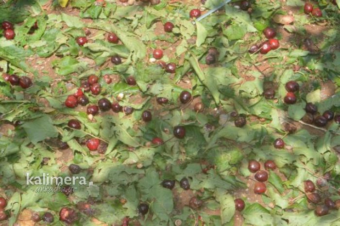 Αποζημίωση 100% για τις ζημιές από το χαλάζι στην Αρκαδία ζητά ο Αγροτοκτηνοτροφικός Σύλλογος