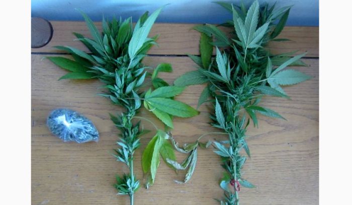 Αστυνομία - Σύλληψη Αλβανού για κάνναβη στην Κυνουρία