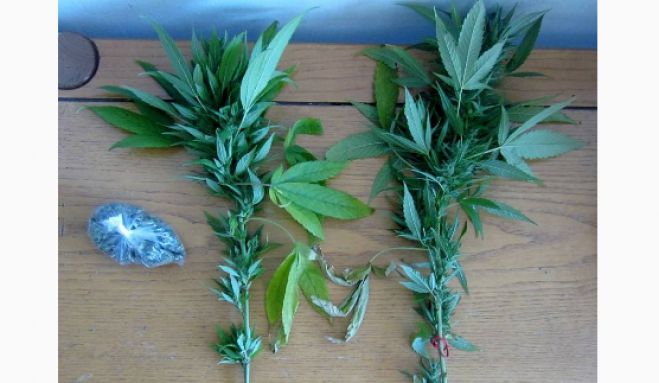 Αστυνομία - Σύλληψη Αλβανού για κάνναβη στην Κυνουρία