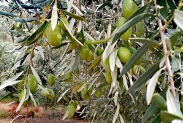 Μισοτιμής πουλήθηκαν οι χονδροελιές Αρκαδίας