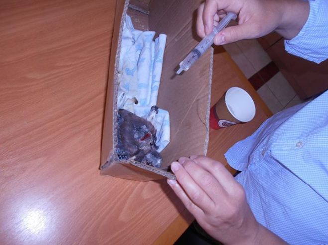 Πρώτες βοήθειες σε νεοσσούς κίσσας στα Κούτρουφα Κυνουρίας (εικόνες)