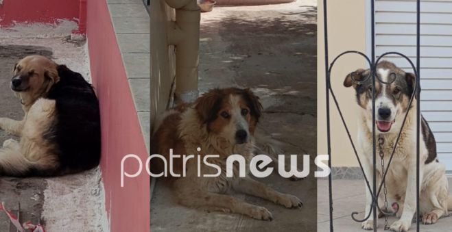 &Phi;&rho;ί&kappa;&eta; &sigma;&tau;&eta;&nu; &Alpha;&mu;&alpha;&lambda;&iota;ά&delta;&alpha; | &Kappa;&alpha;&tau;&alpha;&gamma;&gamma;&epsilon;&lambda;ί&alpha; ό&tau;&iota; &eta;&lambda;&iota;&kappa;&iota;&omega;&mu;έ&nu;&omicron;&sigmaf; &alpha;&sigma;&epsilon;&lambda;&gamma;&epsilon;ί &epsilon;&rho;&omega;&tau;&iota;&kappa;ά &sigma;&epsilon; &sigma;&kappa;&upsilon;&lambda;&iota;ά &tau;&eta;&sigmaf; &pi;&epsilon;&rho;&iota;&omicron;&chi;ή&sigmaf;!