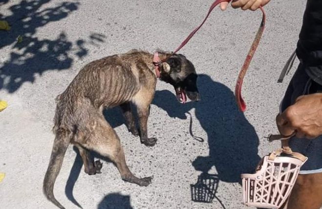 Αρκαδία | Τυφλή σκυλίτσα θα δοθεί για υιοθεσία!