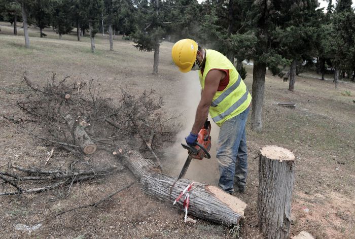 Γορτυνία | Η απόφαση του Δημοτικού Συμβουλίου για υλοτόμηση δένδρων - Σε ποιες περιοχές