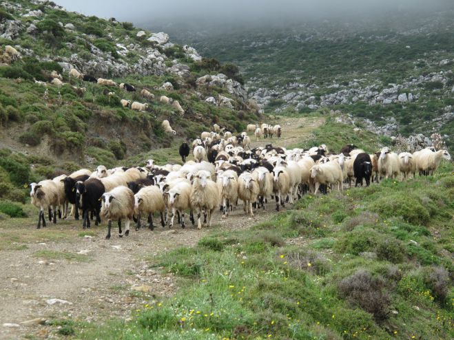 Απογραφή αιγοπροβάτων στην Αρκαδία - Το πρόγραμμα για κάθε περιοχή