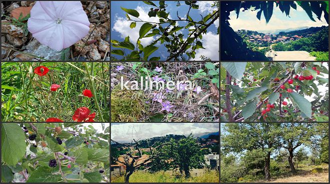 &laquo;&Zeta;&omega;&gamma;&rho;&alpha;&phi;ί&zeta;&epsilon;&iota;&raquo; &eta; &phi;ύ&sigma;&eta; &sigma;&tau;&eta;&nu; &kappa;&alpha;&lambda;&omicron;&kappa;&alpha;&iota;&rho;&iota;&nu;ή &Beta;&lambda;&alpha;&chi;&omicron;&kappa;&epsilon;&rho;&alpha;&sigma;&iota;ά (&epsilon;&iota;&kappa;ό&nu;&epsilon;&sigmaf;)!