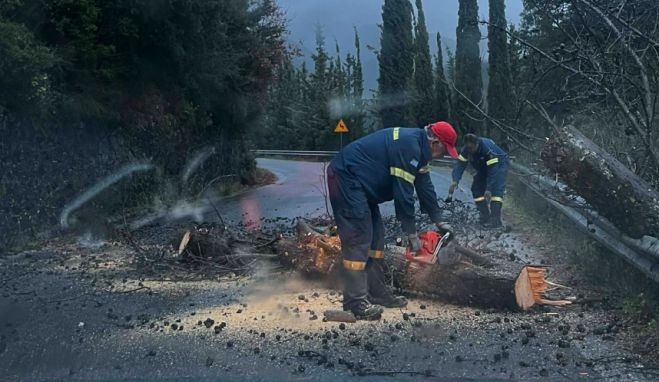 Κυπαρίσσια έπεσαν έξω από το Λευκοχώρι