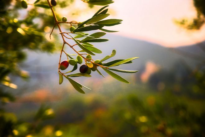 &Pi;&epsilon;&lambda;&omicron;&pi;ό&nu;&nu;&eta;&sigma;&omicron;&sigmaf; | Έ&kappa;&lambda;&epsilon;&psi;&alpha;&nu; &pi;ά&nu;&omega; &alpha;&pi;ό 10 &tau;ό&nu;&omicron;&upsilon;&sigmaf; &epsilon;&lambda;&iota;έ&sigmaf;