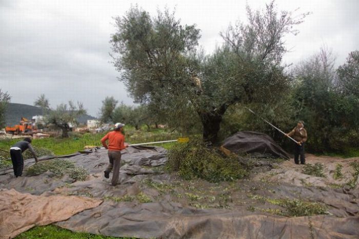 Κυνουρία - Σε απόγνωση οι ελαιοπαραγωγοί