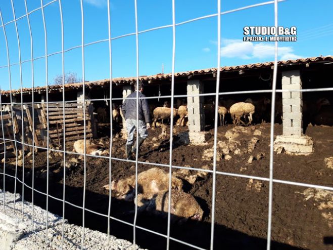 Τσακάλια κατασπάραξαν πρόβατα στην Αργολίδα (εικόνες)