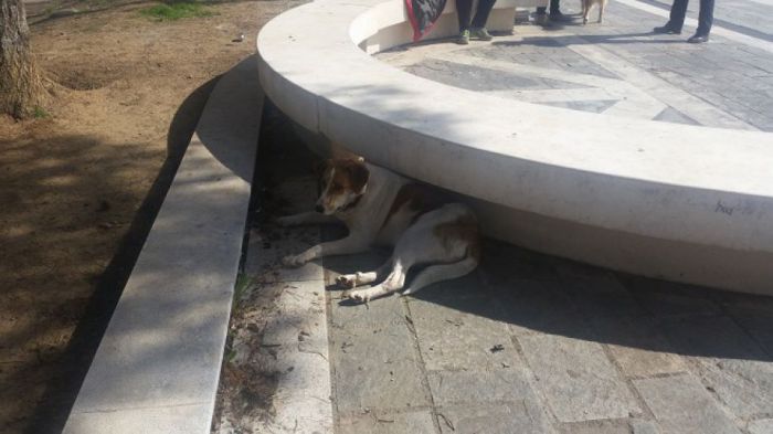 Φιλόζωοι: «Έχει ο Δήμος Τρίπολης 400.000 ευρώ για να φτιάξει δημοτικό κυνοκομείο»;