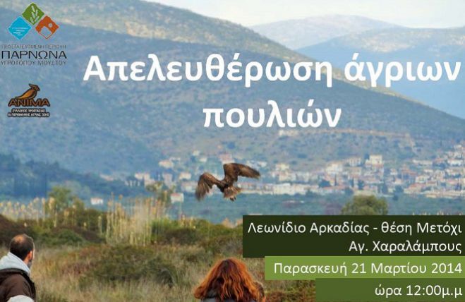 Γερακίνες στην προστατευόμενη περιοχή Πάρνωνα και Μουστού