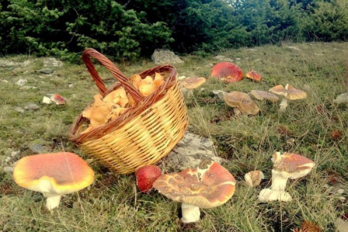 Εξόρμηση για μανιτάρια στον Βόρειο Ταΰγετο!