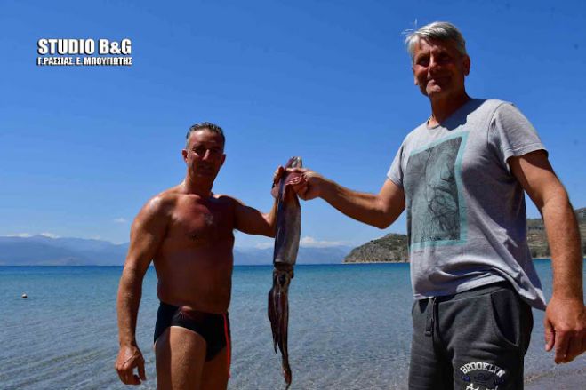 Καλαμάρι γίγας στο Ναύπλιο! (vd)