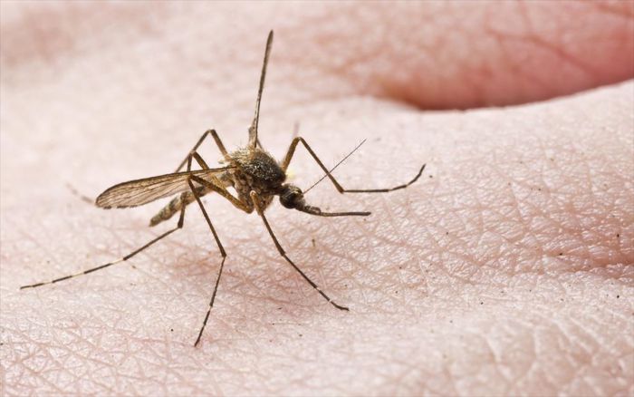 Γιαννακούρας: «Δάκος και κουνούπια μας φάγανε κυρ-Παναγιώτη μας» 