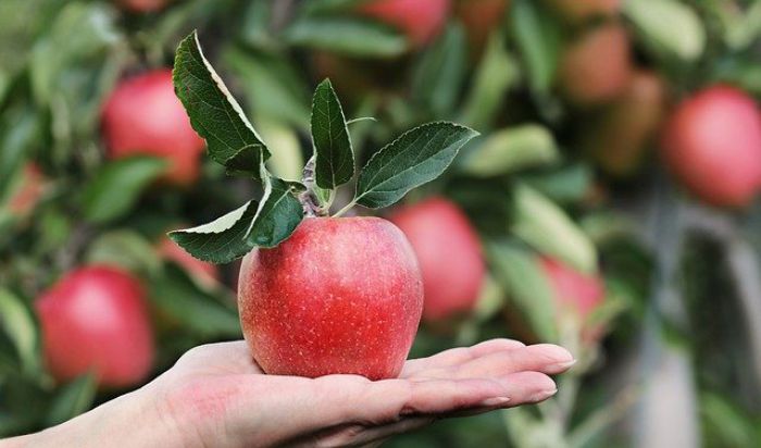 Μήλα θα διανεμηθούν σε πολίτες του Δήμου Μεγαλόπολης