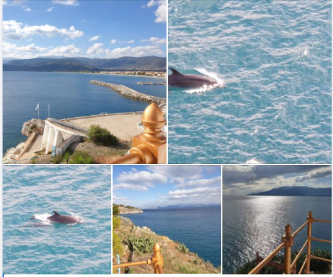 Δελφίνια εμφανίστηκαν στη θάλασσα του Παραλίου Άστρους! (εικόνες)