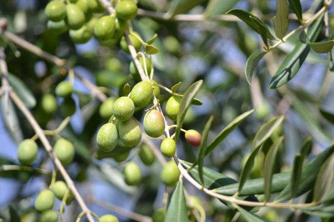 &Kappa;&alpha;&theta;&omicron;&lambda;&iota;&kappa;ή &alpha;&kappa;&alpha;&rho;&pi;ί&alpha; &sigma;&epsilon; &epsilon;&lambda;&alpha;&iota;&omicron;&kappa;&alpha;&lambda;&lambda;&iota;έ&rho;&gamma;&epsilon;&iota;&epsilon;&sigmaf; &sigma;&tau;&eta;&nu; &pi;&epsilon;&rho;&iota;&omicron;&chi;ή &tau;&omicron;&upsilon; &Epsilon;&lambda;&alpha;&iota;&omicron;&chi;&omega;&rho;ί&omicron;&upsilon;