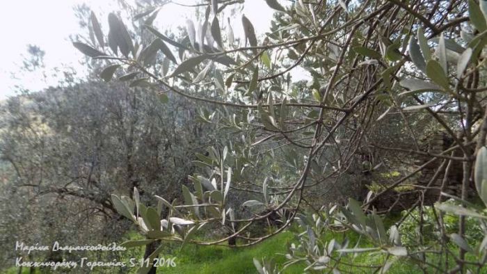 Μηδενική φέτος η παραγωγή ελαιολάδου στην Γορτυνία