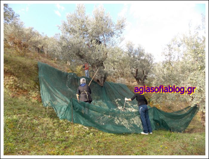 To μάζεμα της ελιάς στην Αγία Σοφία Κυνουρίας (εικόνες)