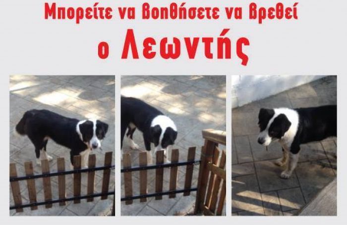 Χάθηκε μεγαλόσωμος σκύλος στην Τρίπολη