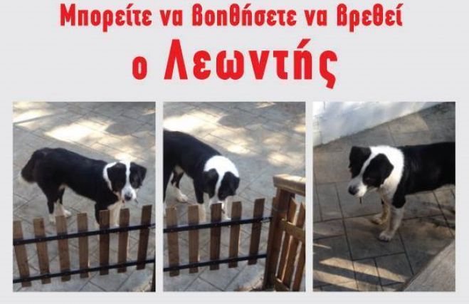 Χάθηκε μεγαλόσωμος σκύλος στην Τρίπολη