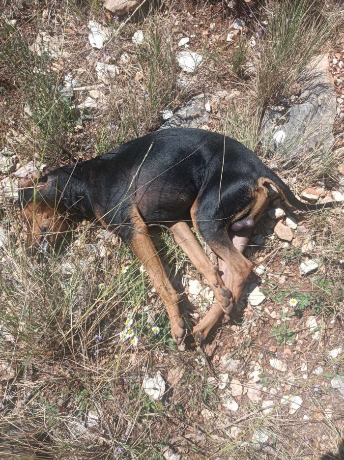 Περιστατικό φόλας στην περιοχή των Τροπαίων καταγγέλλει ο Κυνηγετικός Σύλλογος της περιοχής