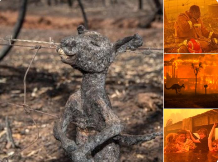 &Alpha;&upsilon;&sigma;&tau;&rho;&alpha;&lambda;ί&alpha; | &Nu;&epsilon;&kappa;&rho;ά 500 &epsilon;&kappa;&alpha;&tau;&omicron;&mu;&mu;ύ&rho;&iota;&alpha; &zeta;ώ&alpha; - &laquo;Έ&sigma;&beta;&eta;&sigma;&epsilon;&raquo; &tau;&omicron; 30% &tau;&omicron;&upsilon; &omicron;&iota;&kappa;&omicron;&sigma;&upsilon;&sigma;&tau;ή&mu;&alpha;&tau;&omicron;&sigmaf; &tau;&omega;&nu; &kappa;&omicron;ά&lambda;&alpha;