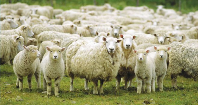 Κορινθία | Μπήκε σε στάνη για να κλέψει πρόβατα!