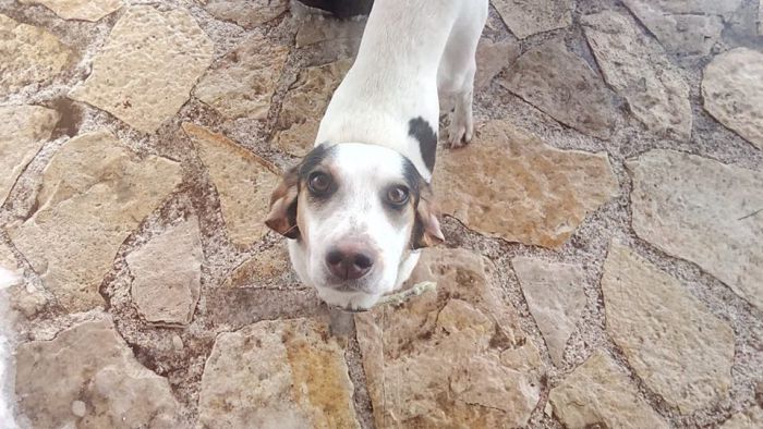 &Alpha;&upsilon;&tau;ή &eta; &sigma;&kappa;&upsilon;&lambda;ί&tau;&sigma;&alpha; &beta;&rho;έ&theta;&eta;&kappa;&epsilon; &sigma;&tau;&omicron; &kappa;&alpha;&tau;&alpha;&phi;ύ&gamma;&iota;&omicron; &tau;&omicron;&upsilon; &Mu;&alpha;&iota;&nu;ά&lambda;&omicron;&upsilon; - &Tau;&eta;&nu; &psi;ά&chi;&nu;&epsilon;&iota; &kappa;&alpha;&nu;&epsilon;ί&sigmaf;;