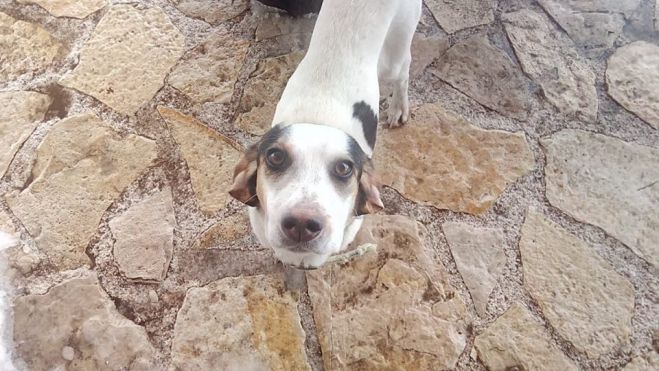 &Alpha;&upsilon;&tau;ή &eta; &sigma;&kappa;&upsilon;&lambda;ί&tau;&sigma;&alpha; &beta;&rho;έ&theta;&eta;&kappa;&epsilon; &sigma;&tau;&omicron; &kappa;&alpha;&tau;&alpha;&phi;ύ&gamma;&iota;&omicron; &tau;&omicron;&upsilon; &Mu;&alpha;&iota;&nu;ά&lambda;&omicron;&upsilon; - &Tau;&eta;&nu; &psi;ά&chi;&nu;&epsilon;&iota; &kappa;&alpha;&nu;&epsilon;ί&sigmaf;;