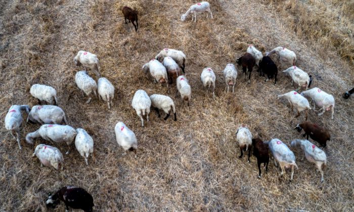 Ευλογιά αιγοπροβάτων | Εκατοντάδες θανατώσεις στη γειτονική Ηλεία