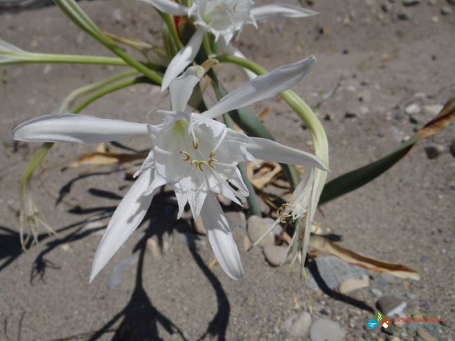 &Delta;&rho;ά&sigma;&eta; &kappa;&alpha;&theta;&alpha;&rho;&iota;&sigma;&mu;&omicron;ύ &mu;&epsilon; &alpha;&pi;&epsilon;&iota;&lambda;&omicron;ύ&mu;&epsilon;&nu;&omicron;&upsilon;&sigmaf; &kappa;&rho;ί&nu;&omicron;&upsilon;&sigmaf; &tau;&eta;&sigmaf; &theta;ά&lambda;&alpha;&sigma;&sigma;&alpha;&sigmaf; &sigma;&tau;&omicron;&nu; &upsilon;&gamma;&rho;ό&tau;&omicron;&pi;&omicron; &tau;&omicron;&upsilon; &Mu;&omicron;&upsilon;&sigma;&tau;&omicron;ύ